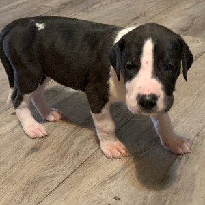 Great Dane Puppy Simone