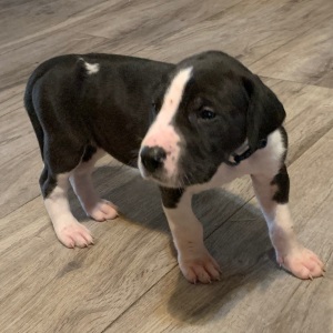 Great Dane Puppy Simone
