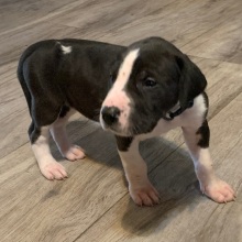 Great Dane Puppy Simone