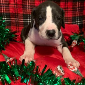 Great Dane Puppy Simone