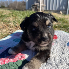 Australian Shepherd Puppy Bobby