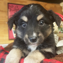 Australian Shepherd Puppy Bobby