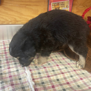 Australian Shepherd Puppy Bobby