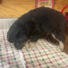 Australian Shepherd Puppy Bobby