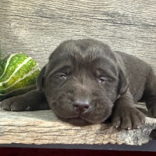 Labrador Retriever Puppy Donald