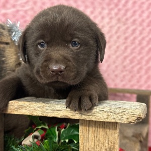 Labrador Retriever Puppy Donald