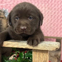 Labrador Retriever Puppy Donald