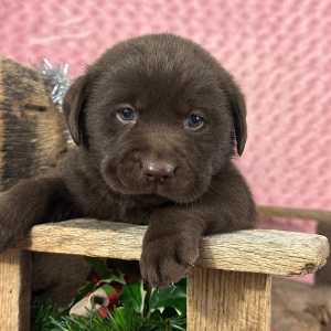 Labrador Retriever Puppy Donald