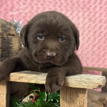 Labrador Retriever Puppy Donald