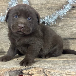 Labrador Retriever Puppy Donald