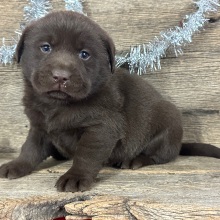 Labrador Retriever Puppy Donald
