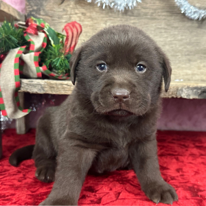 Labrador Retriever Puppy Donald