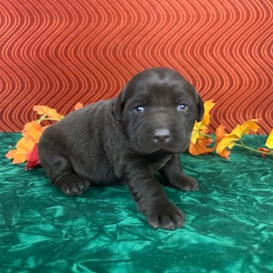 Labrador Retriever Puppy Cristy