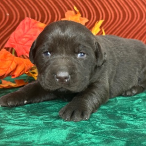 Labrador Retriever Puppy Cristy