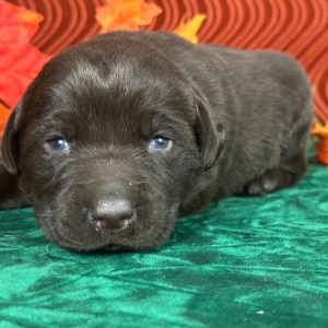 Labrador Retriever Puppy Cristy