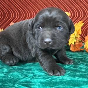 Labrador Retriever Puppy Cristy