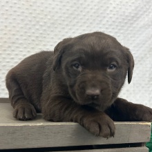 Labrador Retriever Puppy Cristy