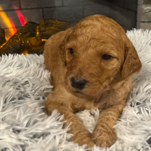 Poodle Puppy Macey