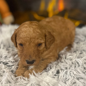 Poodle Puppy Macey