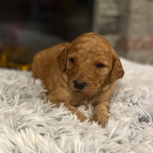 Poodle Puppy Macey