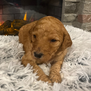 Poodle Puppy Macey