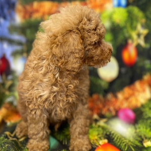 Poodle Puppy Athos