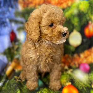Poodle Puppy Athos