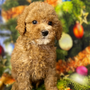 Poodle Puppy Athos
