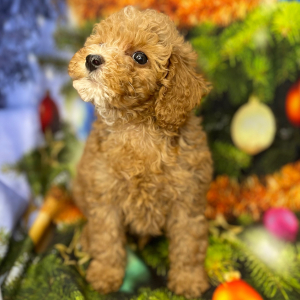 Poodle Puppy Athos