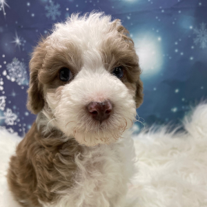 Goldendoodle Puppy Nick
