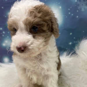 Goldendoodle Puppy Nick