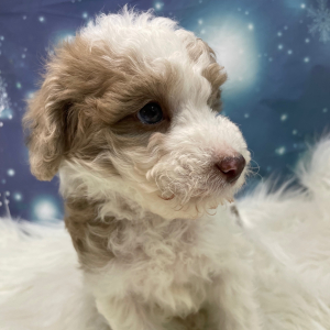 Goldendoodle Puppy Nick