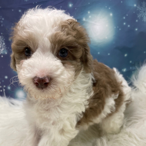 Goldendoodle Puppy Nick