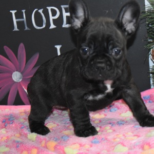 Frenchton Puppy Chloe