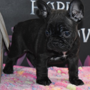 Frenchton Puppy Chloe
