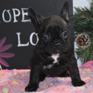 Frenchton Puppy Chloe