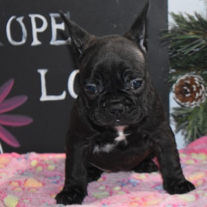 Frenchton Puppy Chloe