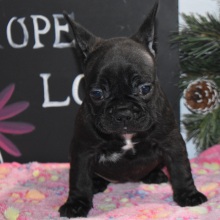 Frenchton Puppy Chloe
