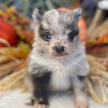 Pomeranian Puppy Jagger