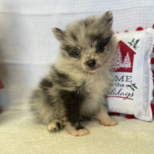 Pomeranian Puppy Jagger