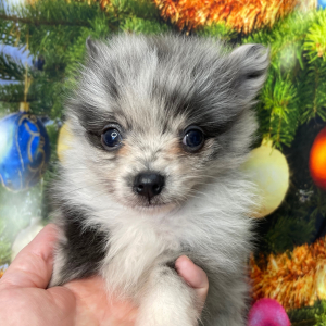 Pomeranian Puppy Jagger