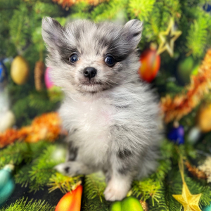 Pomeranian Puppy Jagger