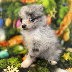 Pomeranian Puppy Jagger