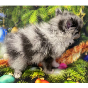 Pomeranian Puppy Jagger
