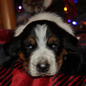 Basset Hound Puppy Pork chop