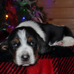 Basset Hound Puppy Pork chop