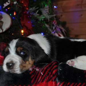 Basset Hound Puppy Pork chop