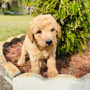 Goldendoodle Puppy Abigail