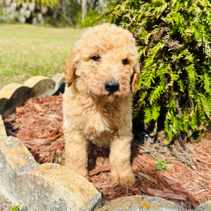 Goldendoodle Puppy Abigail