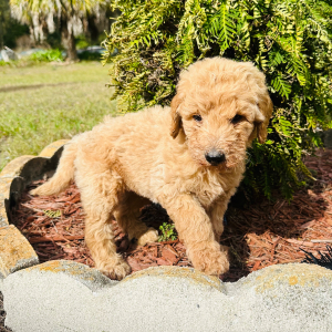 Goldendoodle Puppy Abigail